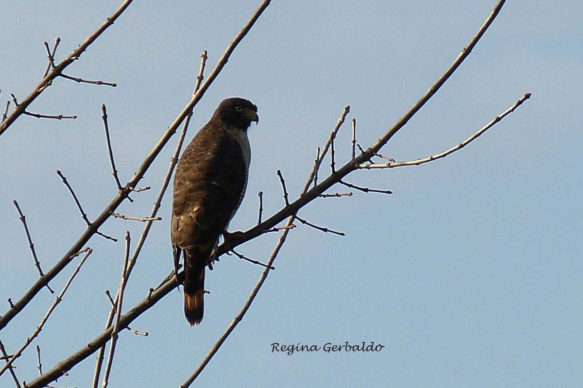 Roadside Hawk - ML620307845