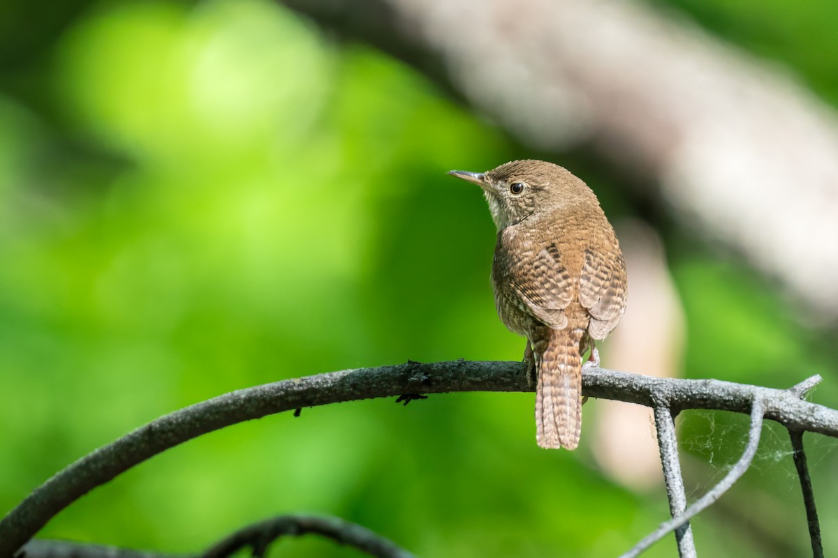 House Wren - ML620307846