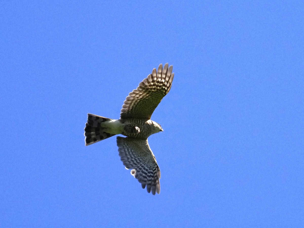 Cooper's Hawk - ML620307848