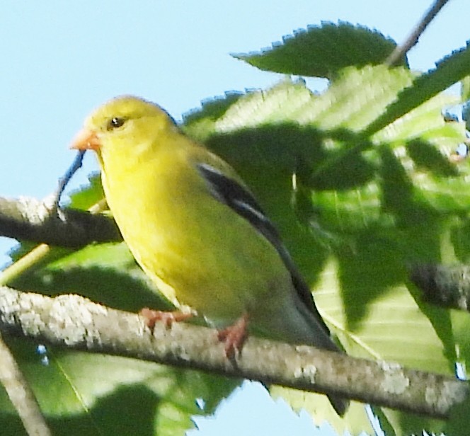 Chardonneret jaune - ML620307859