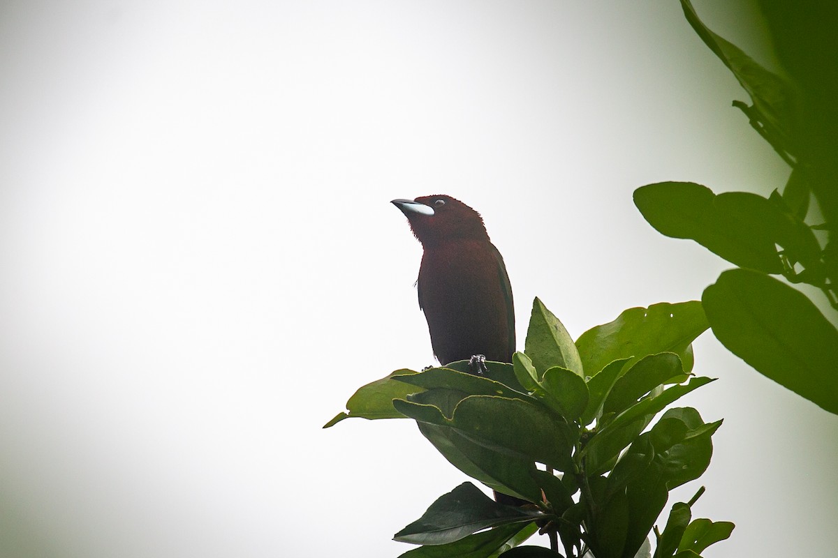 Silver-beaked Tanager - ML620307868