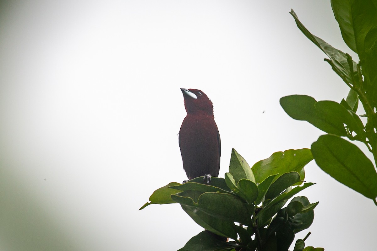 Silver-beaked Tanager - ML620307869