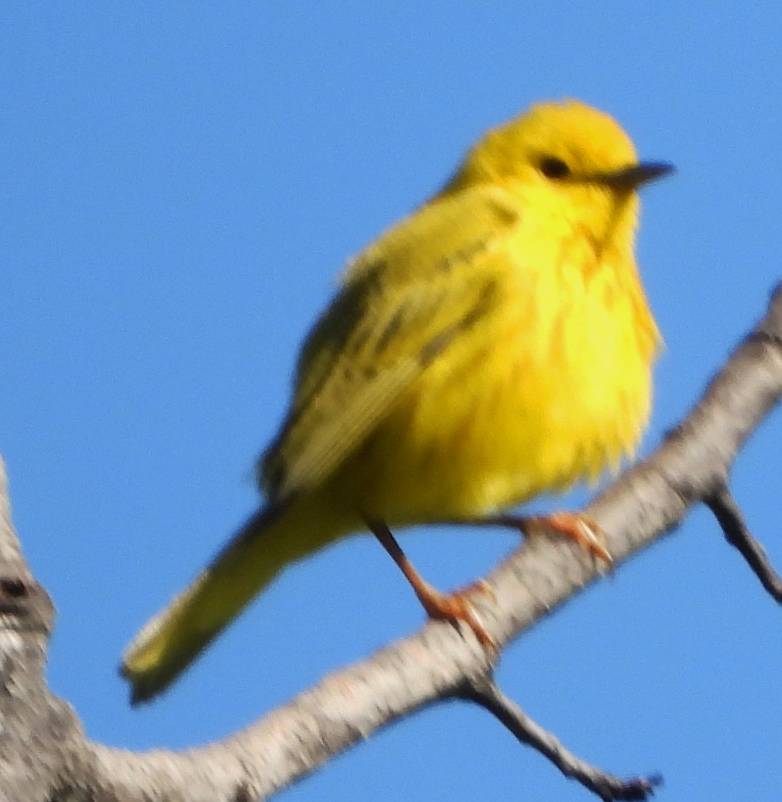 Yellow Warbler - ML620307870