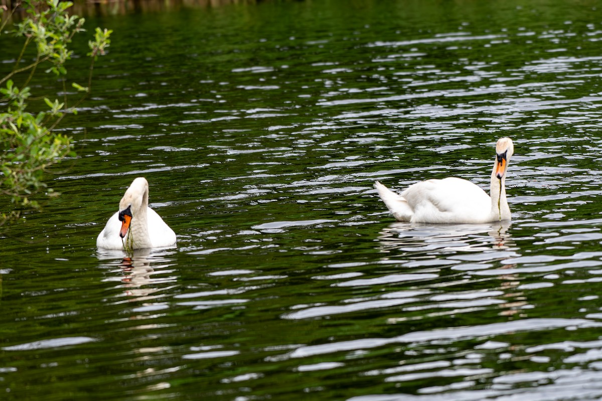 Mute Swan - ML620307875