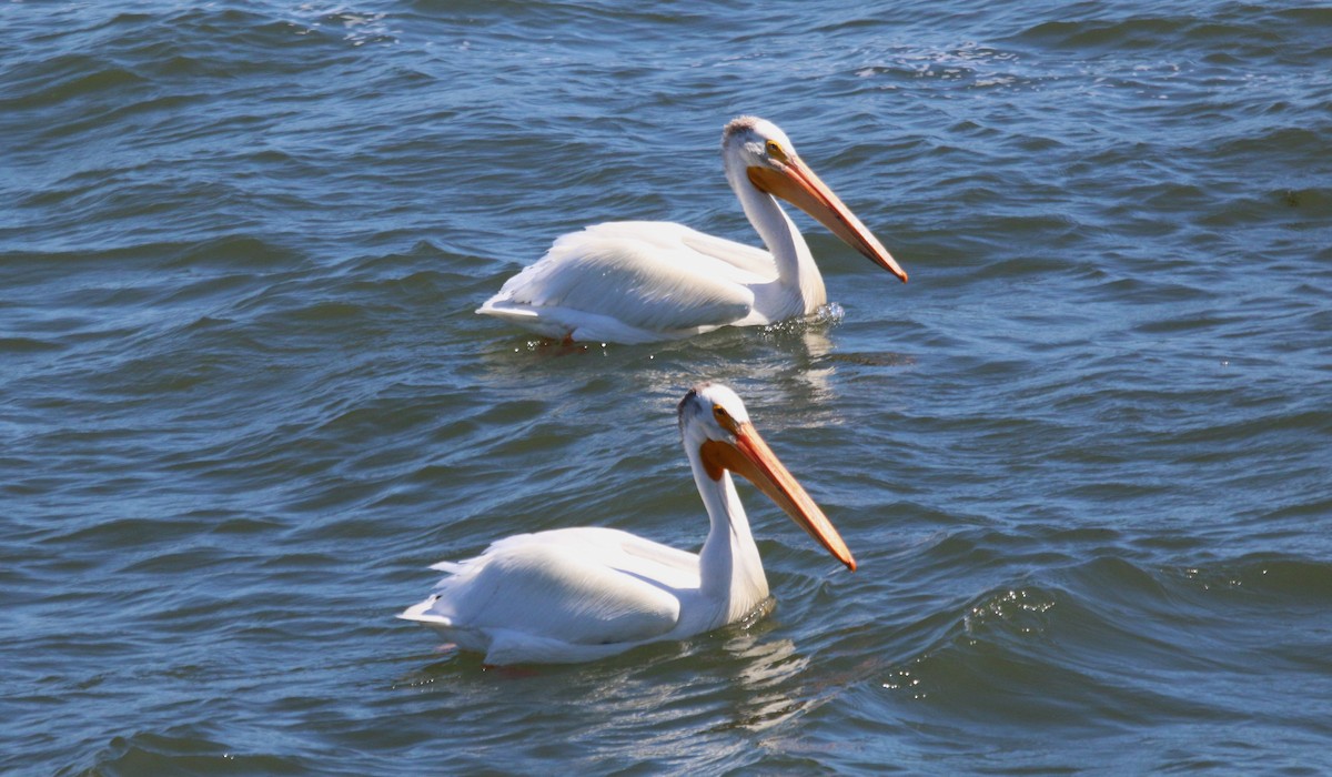 pelikán severoamerický - ML620307876