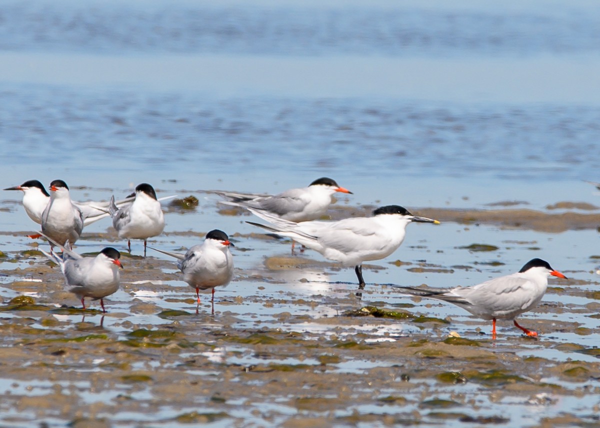 Sandwich Tern - ML620307877