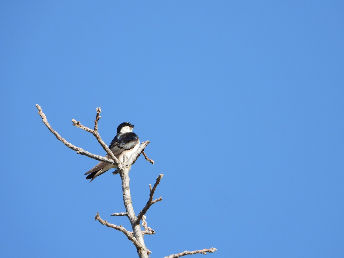 Tree Swallow - ML620307887