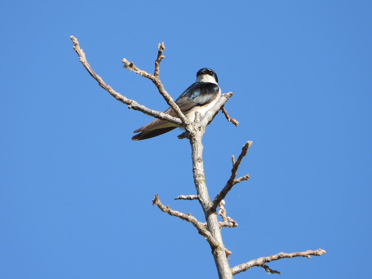 Tree Swallow - ML620307890