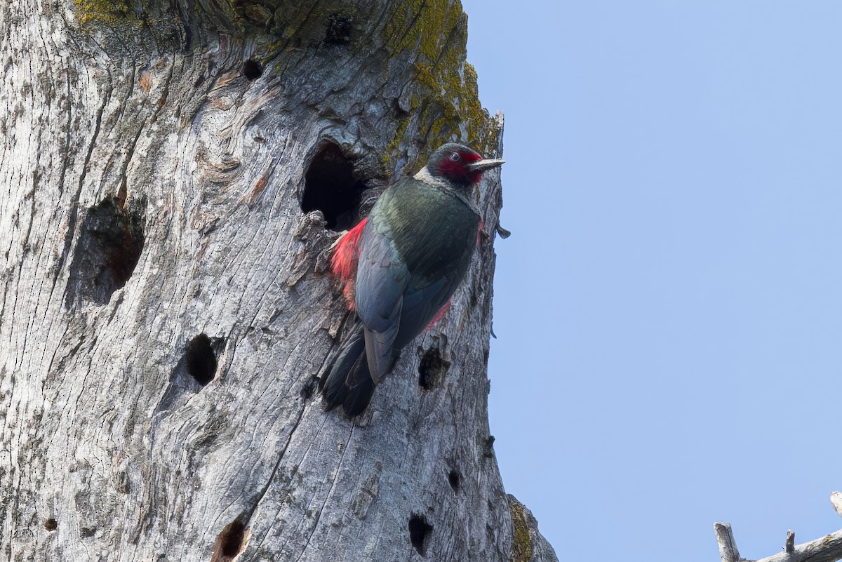 Lewis's Woodpecker - ML620307896