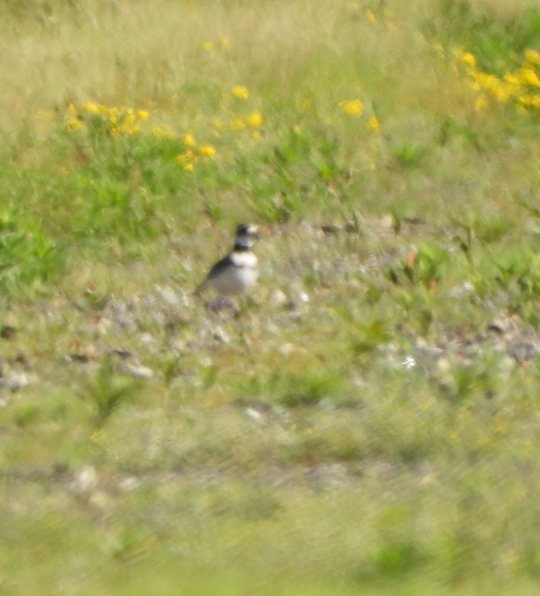 Killdeer - ML620307900