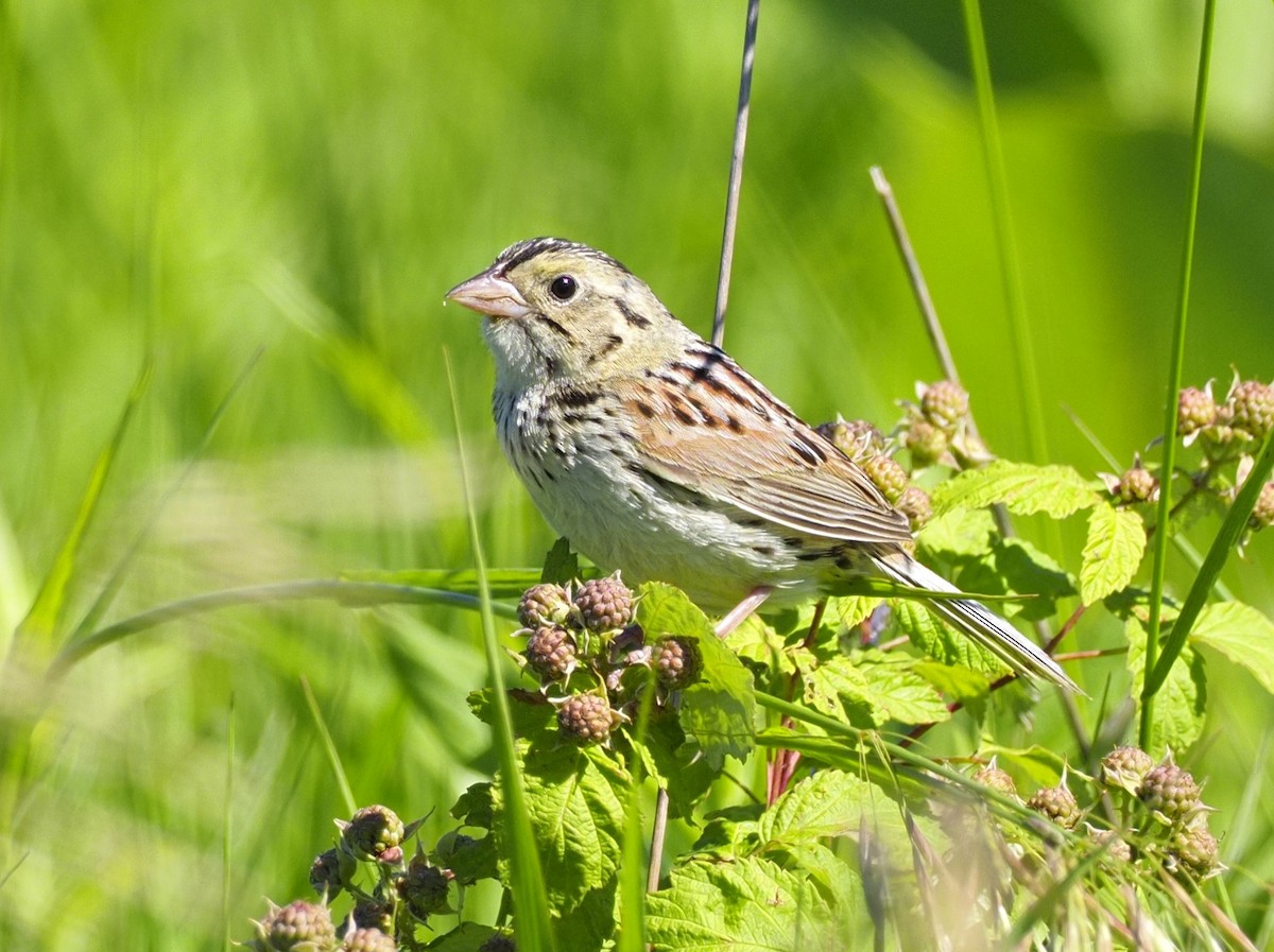 Henslow's Sparrow - ML620307910