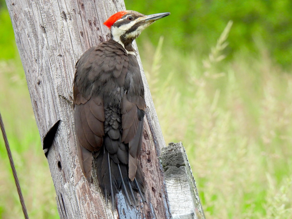 Pileated Woodpecker - ML620307912