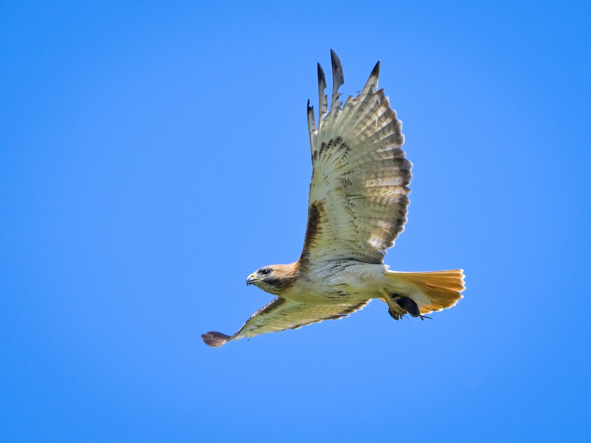 Red-tailed Hawk - ML620307914