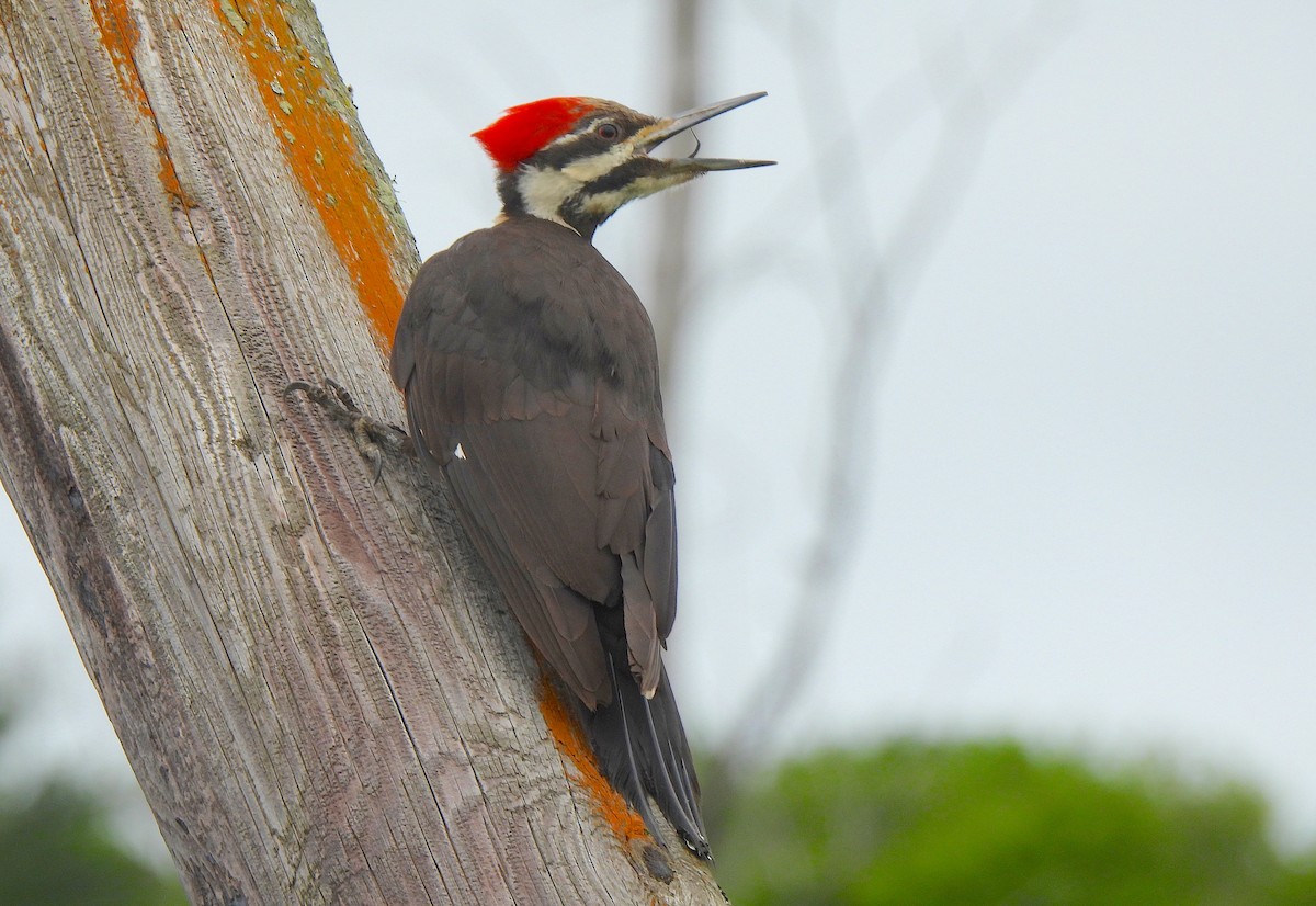 Pileated Woodpecker - ML620307915