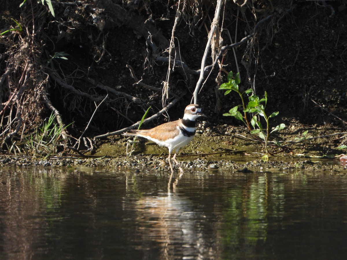 Killdeer - ML620307916