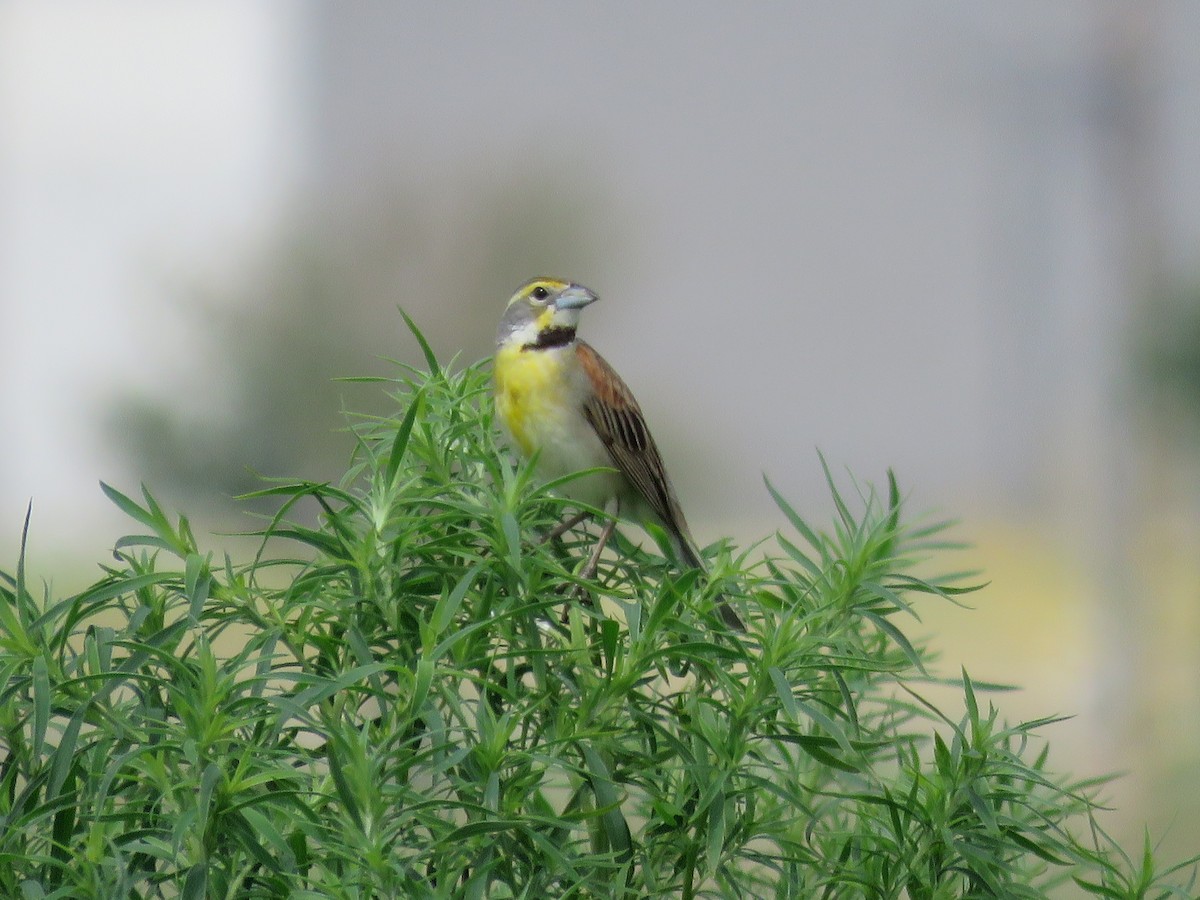 Dickcissel - ML620307930