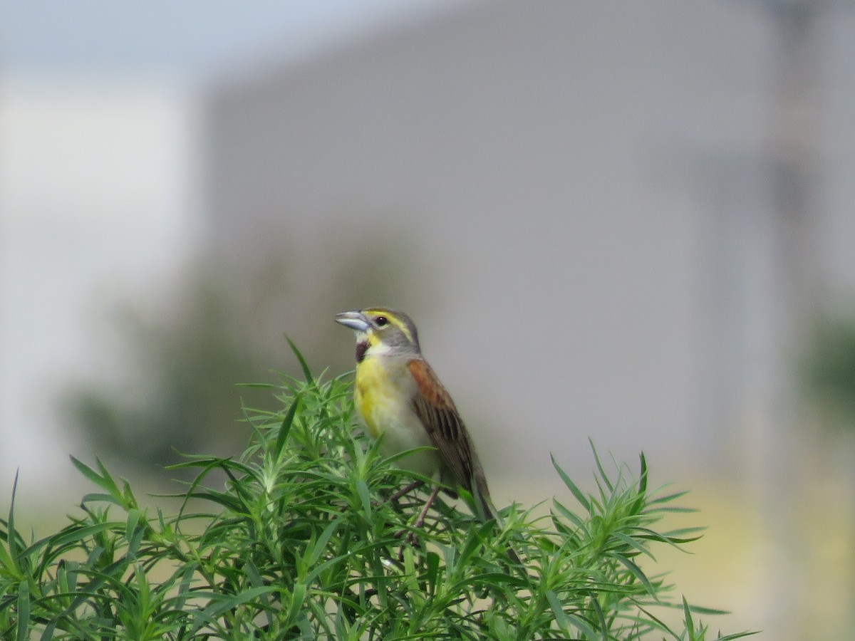 Dickcissel - ML620307931