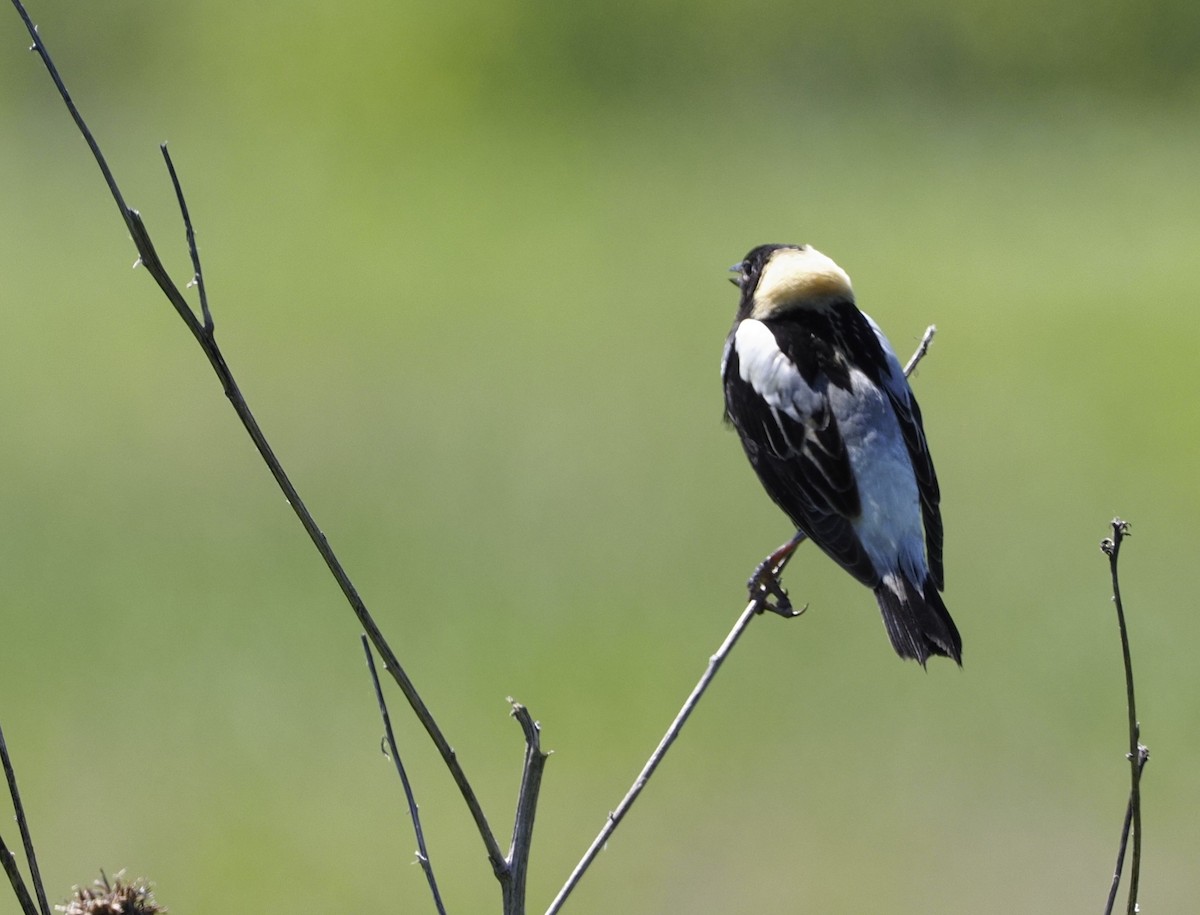 Bobolink - ML620307933