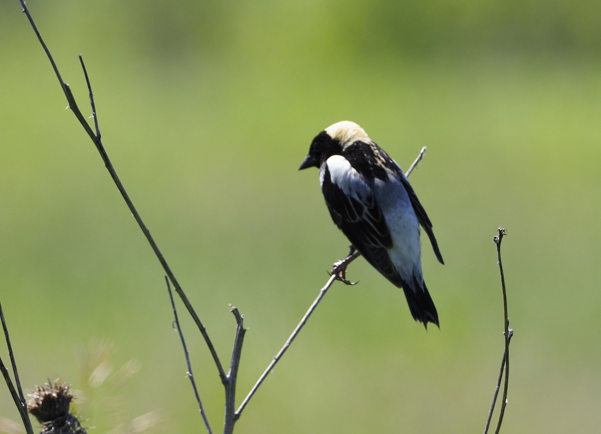 Bobolink - ML620307934