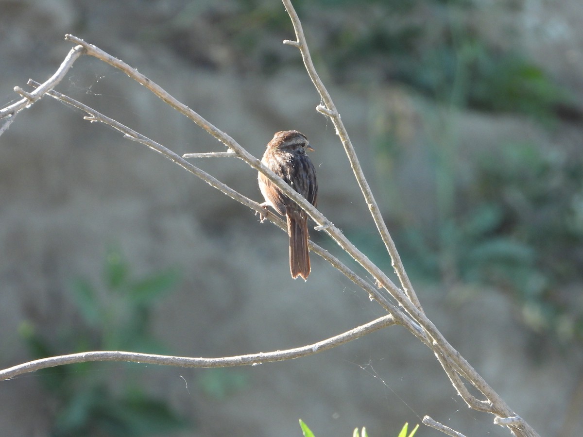 Song Sparrow - ML620307936