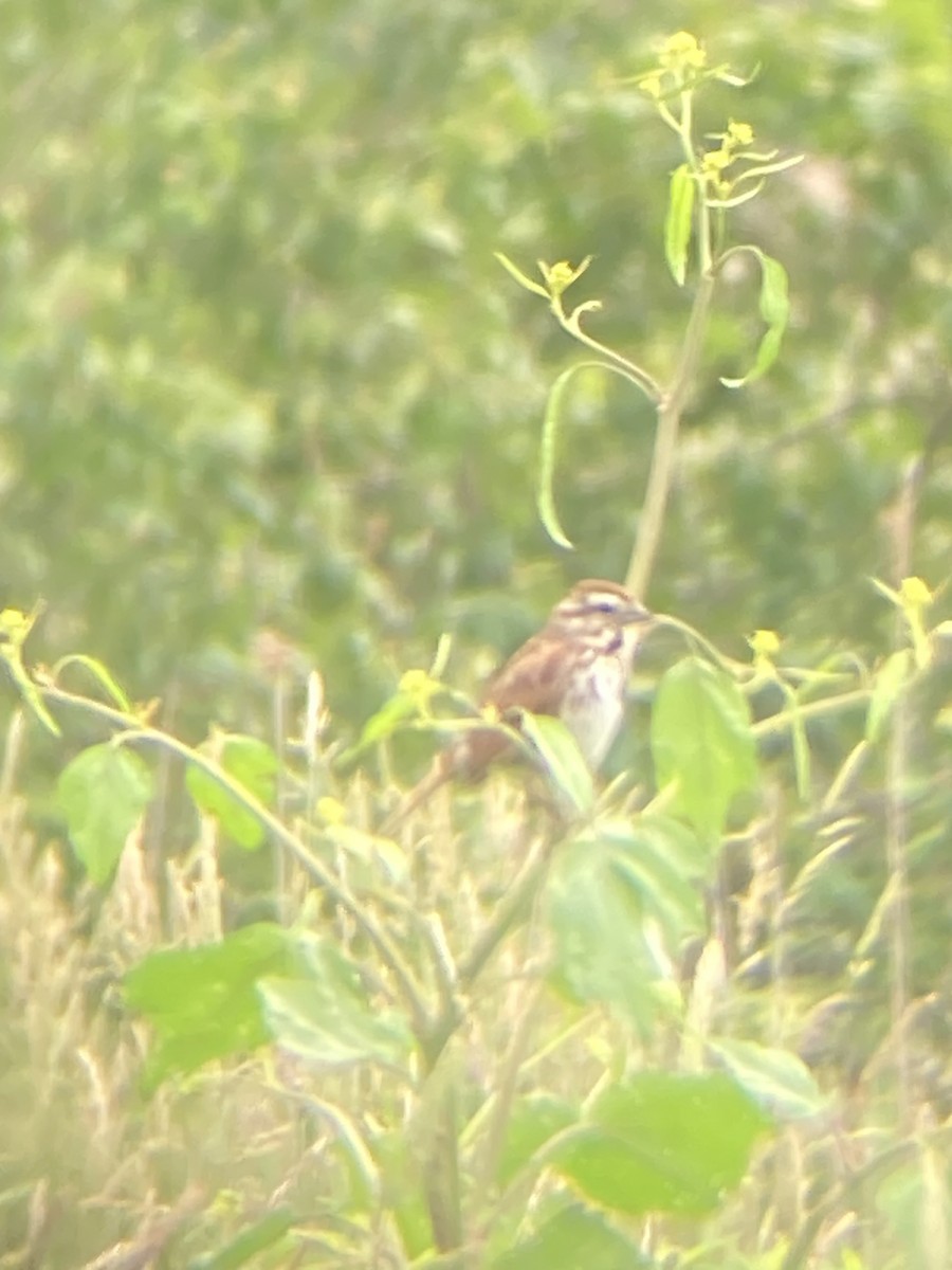 Song Sparrow - ML620307937