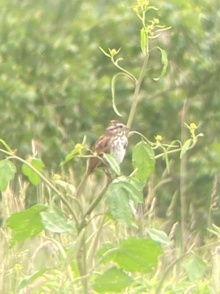 Song Sparrow - ML620307939