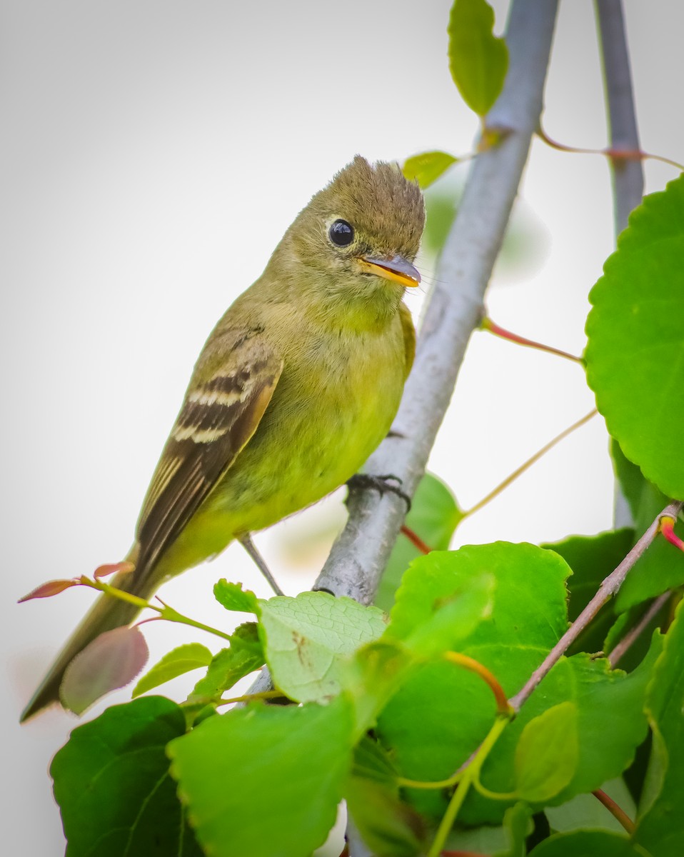 Western Flycatcher (Pacific-slope) - ML620307943