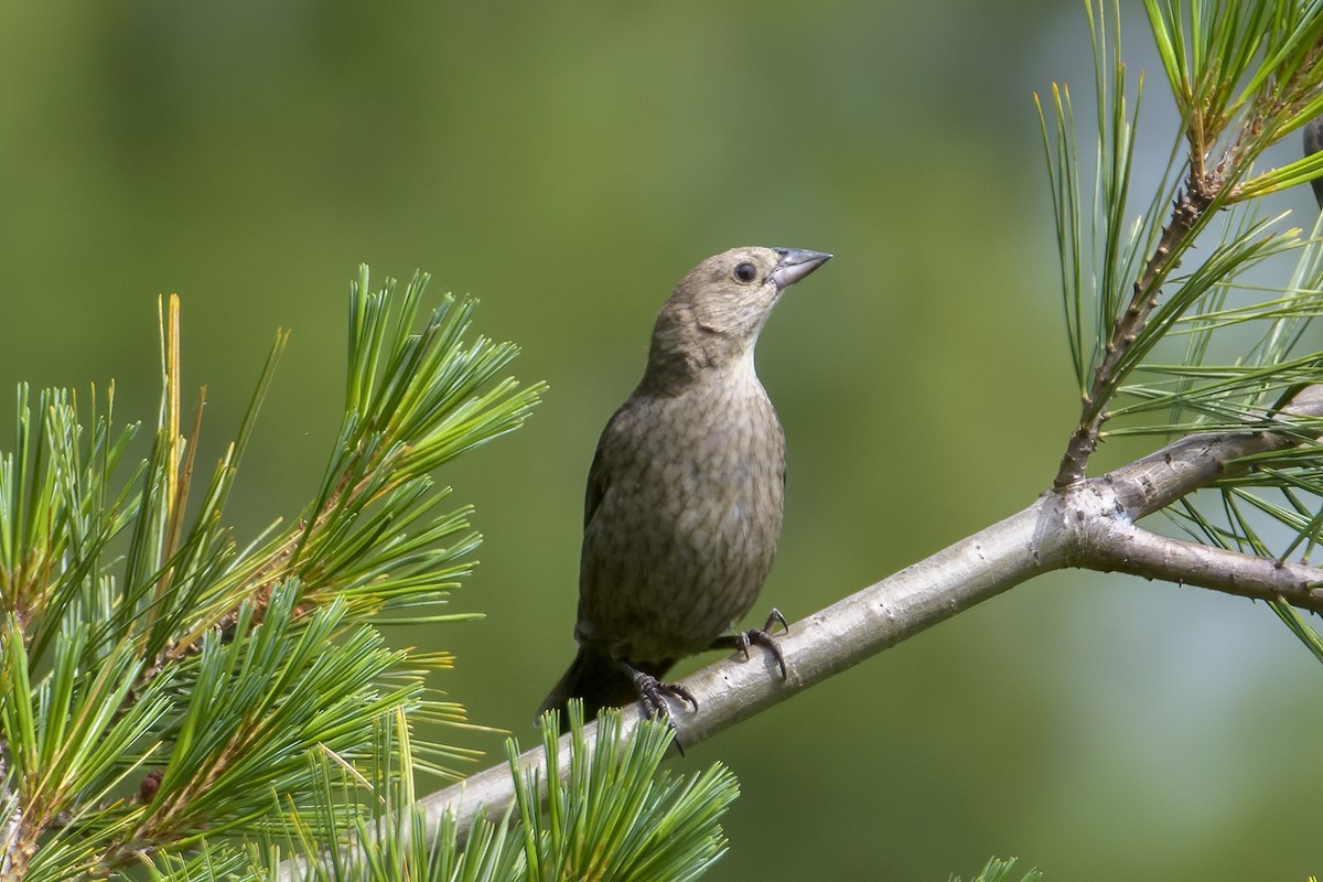 Brown-headed Cowbird - ML620307945