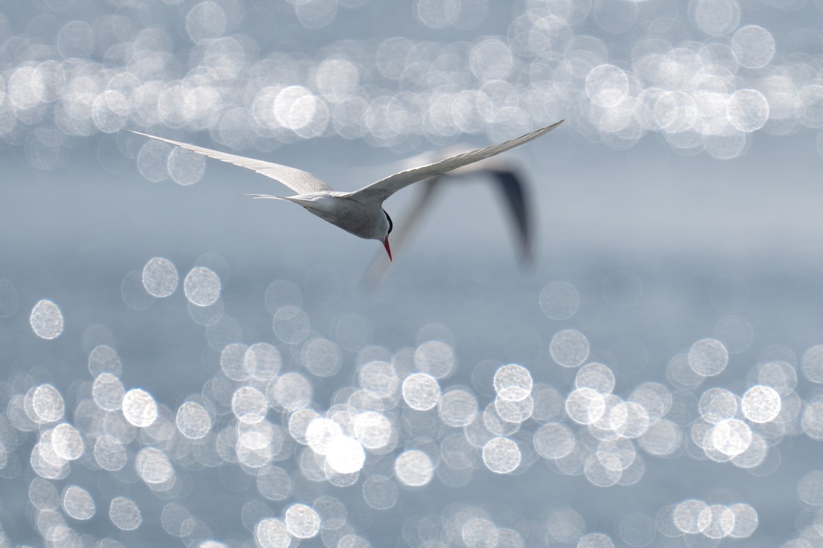 Arctic Tern - ML620307952