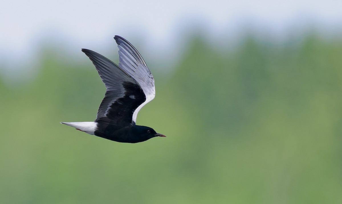 White-winged Tern - Matti Rekilä