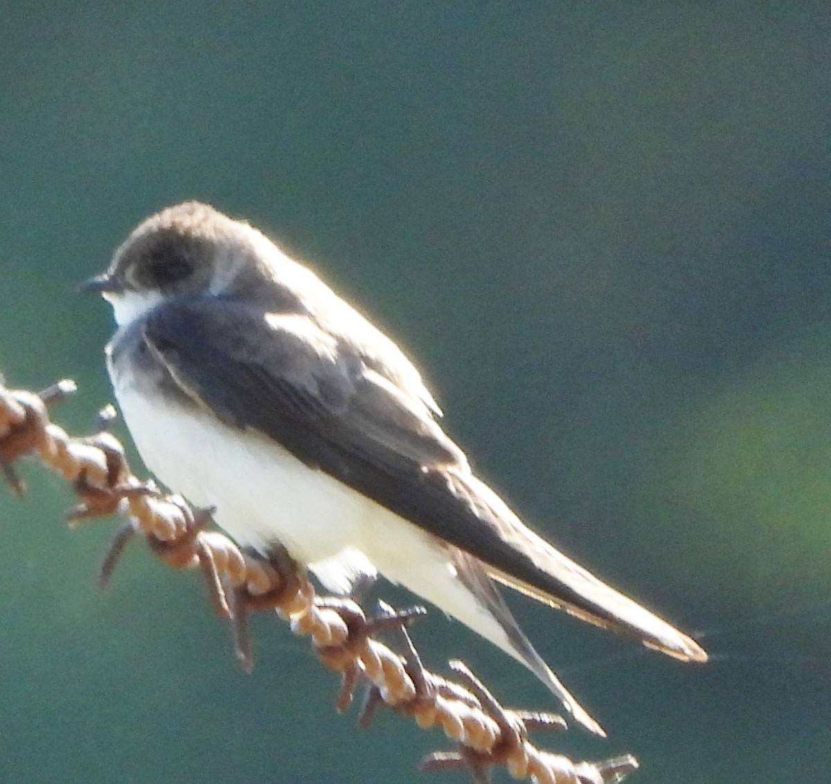 Northern Rough-winged Swallow - ML620307957