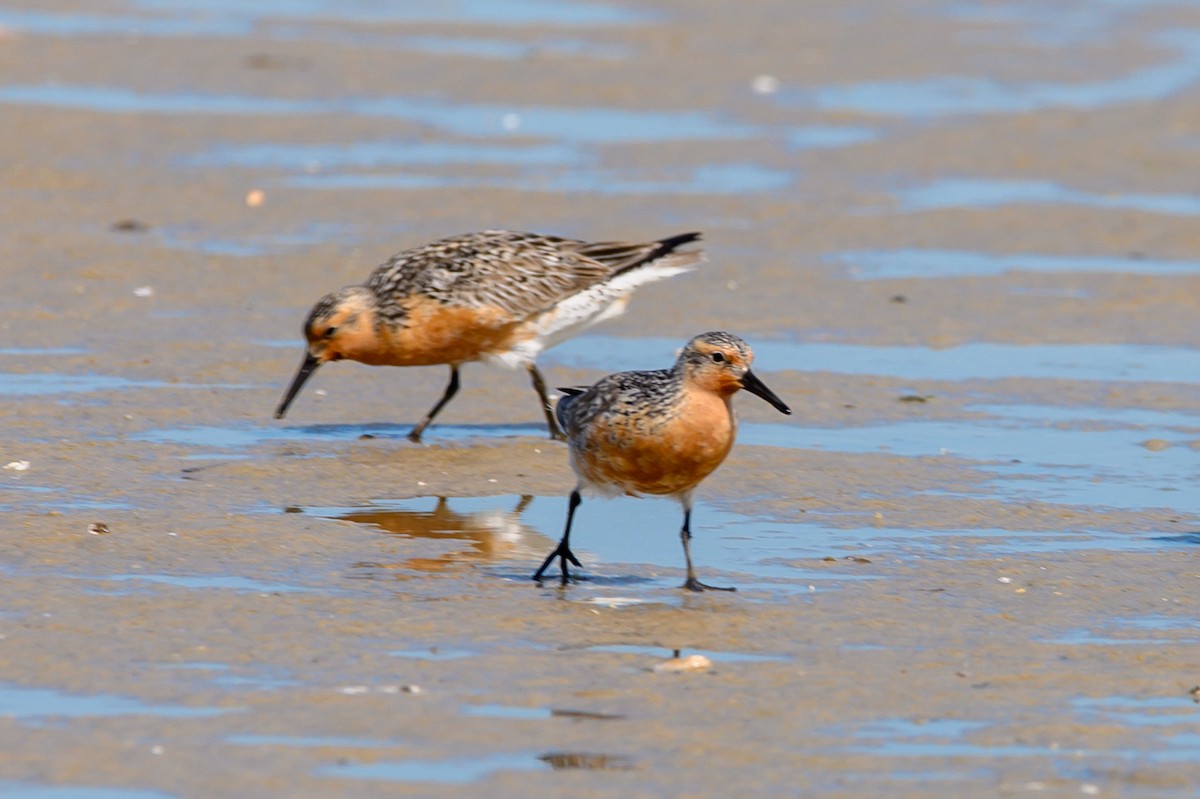 Red Knot - ML620307959