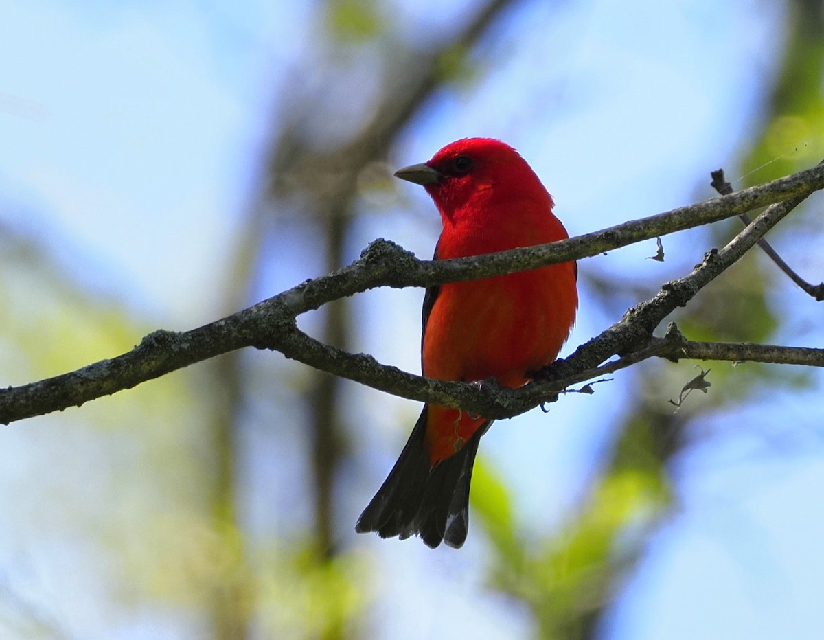 Scarlet Tanager - ML620307960