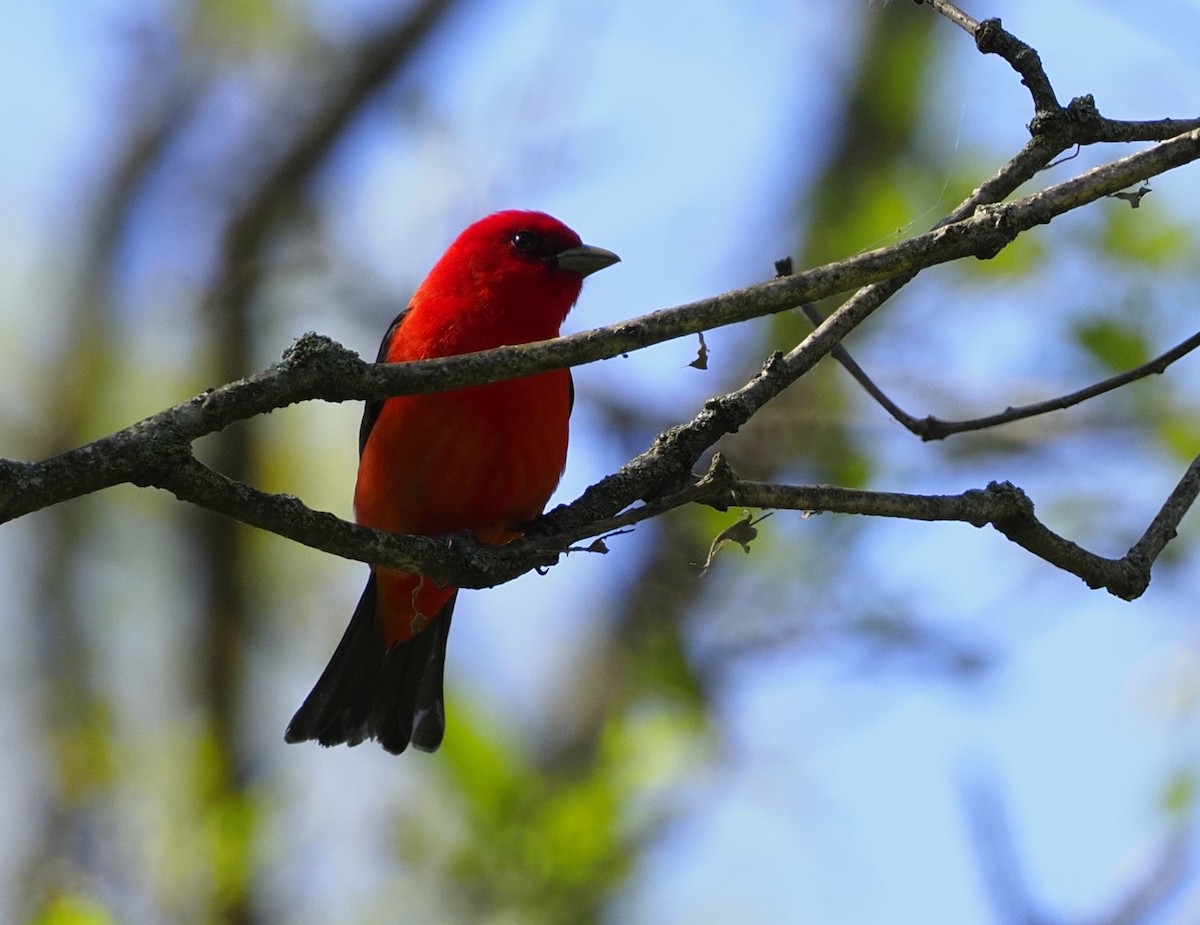Scarlet Tanager - ML620307961
