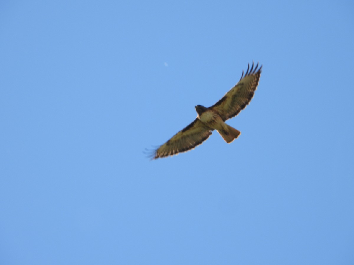 Red-tailed Hawk - ML620307963