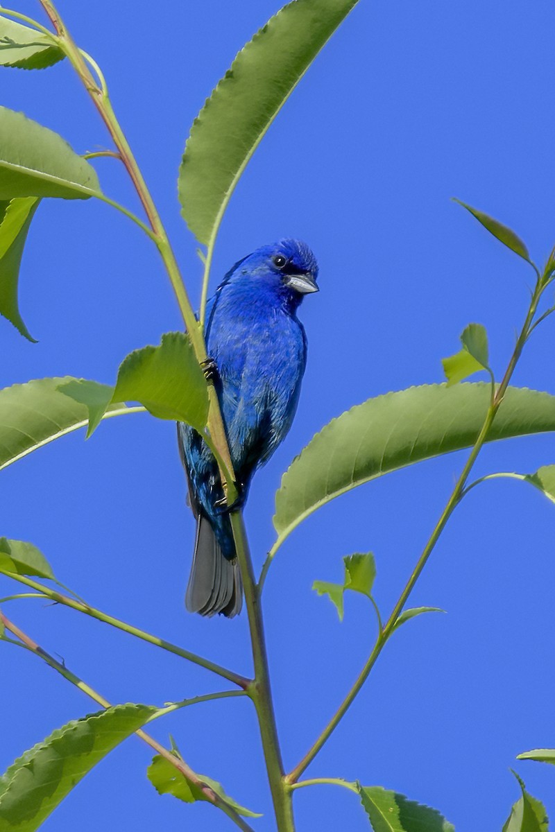 Indigo Bunting - Robert Bedell