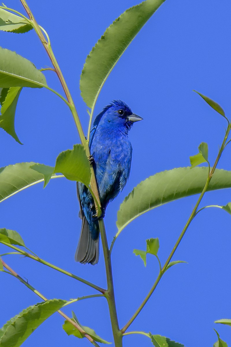 Indigo Bunting - ML620307975