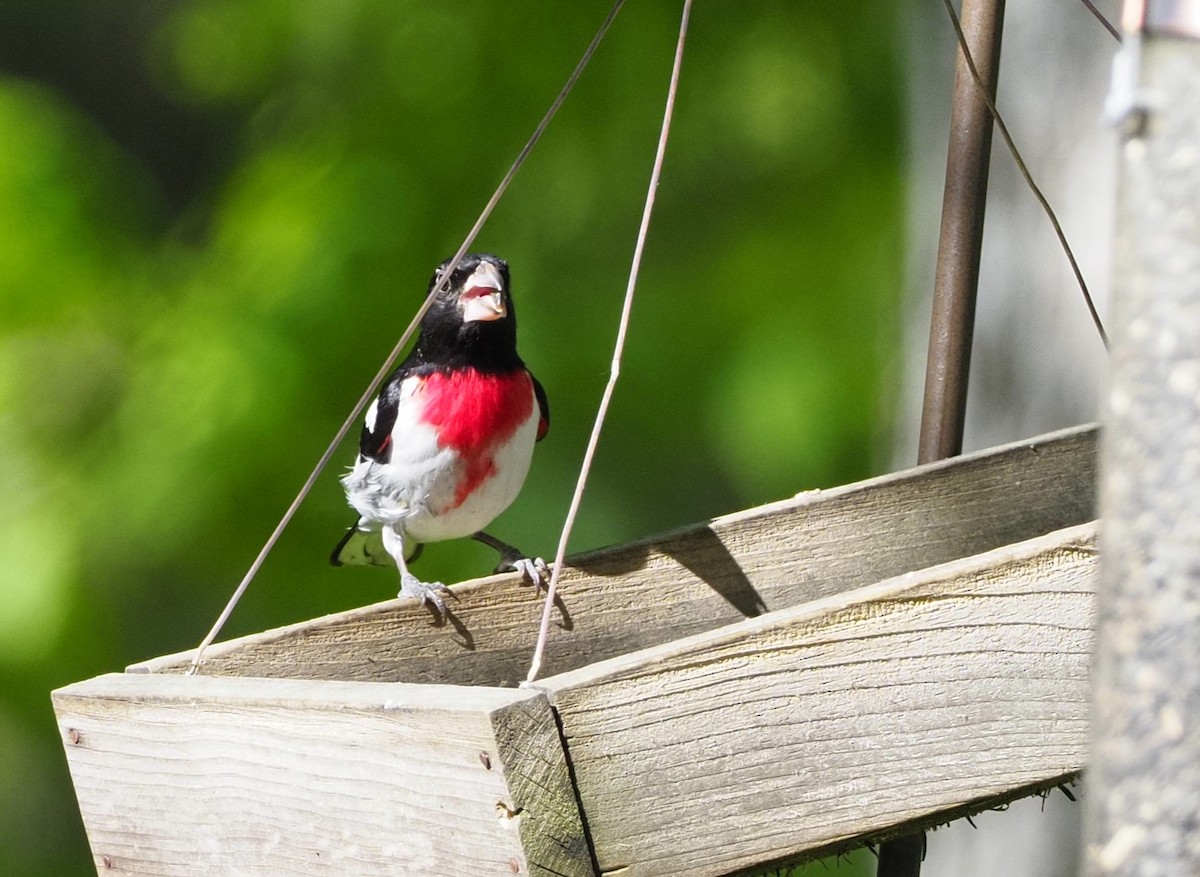 Rose-breasted Grosbeak - ML620307983