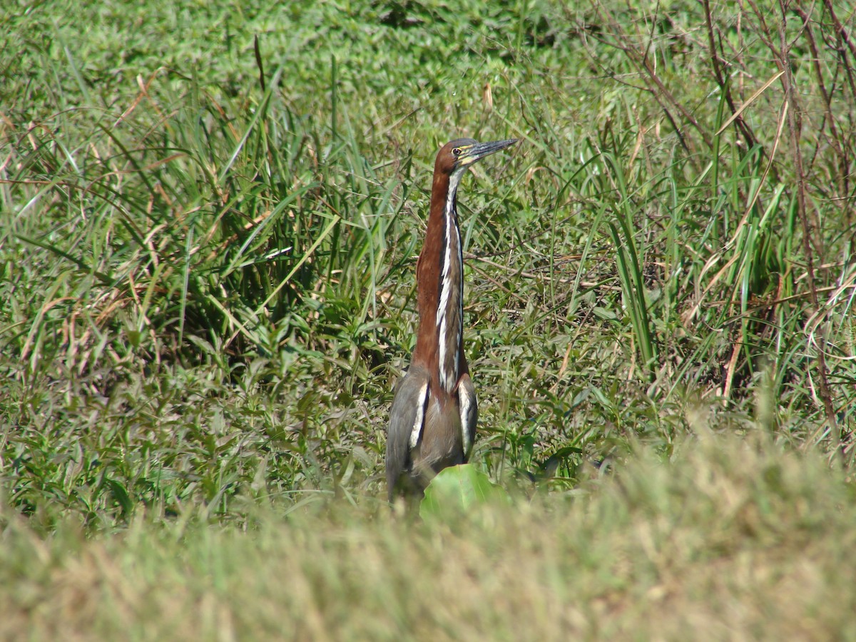 Rufescent Tiger-Heron - ML620307984