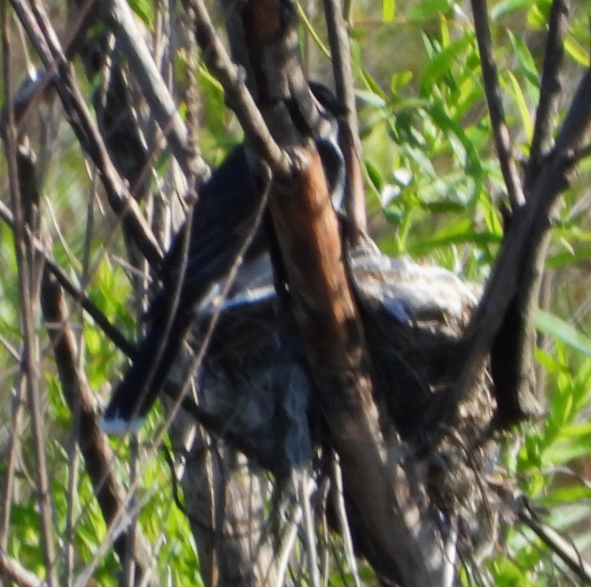 Eastern Kingbird - ML620307986