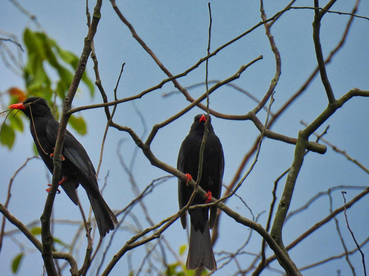 Bulbul Negro - ML620307988