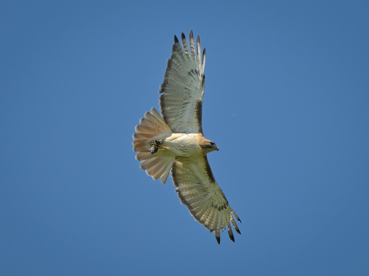 Red-tailed Hawk - ML620307989