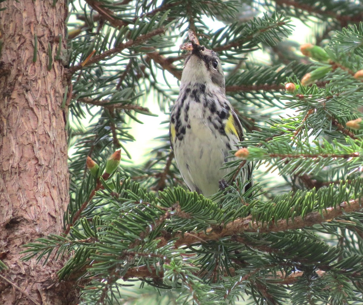 Yellow-rumped Warbler - James Hirtle