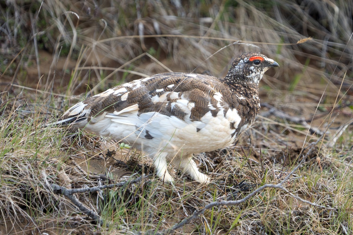 Alpenschneehuhn - ML620307999