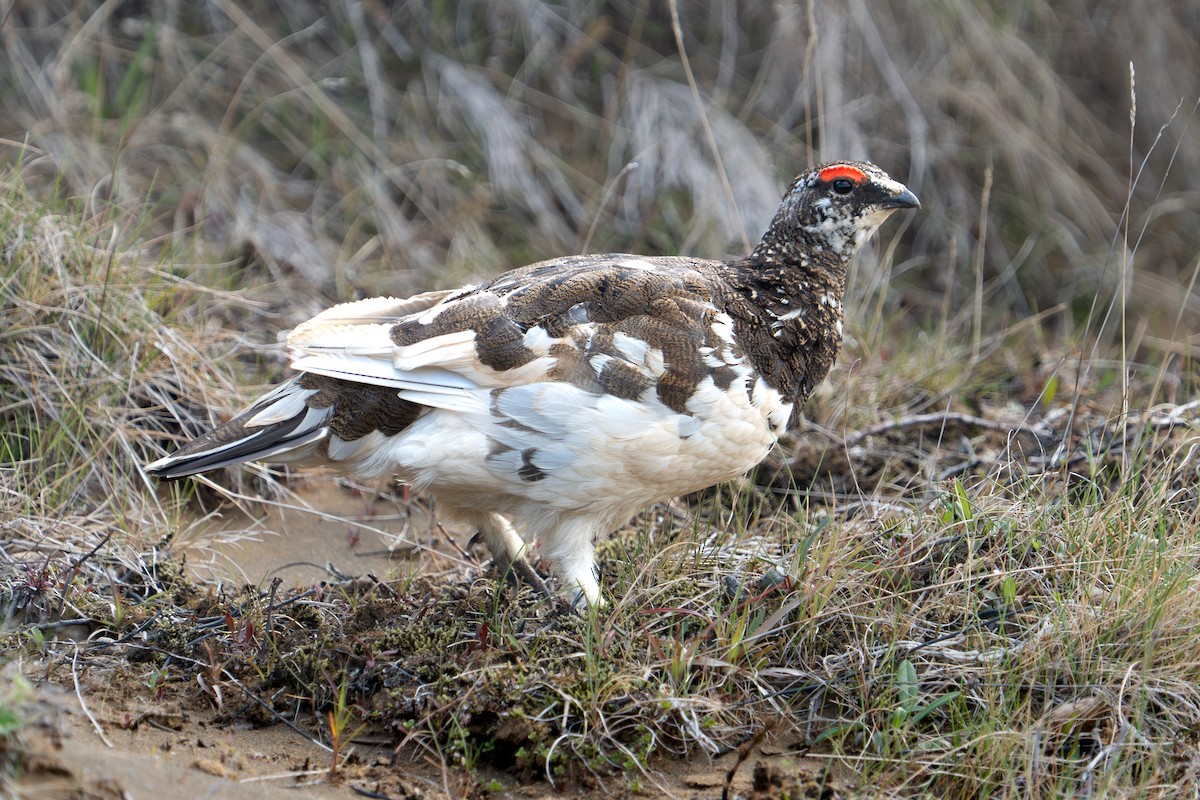 Rock Ptarmigan - Bernard Rodrigue