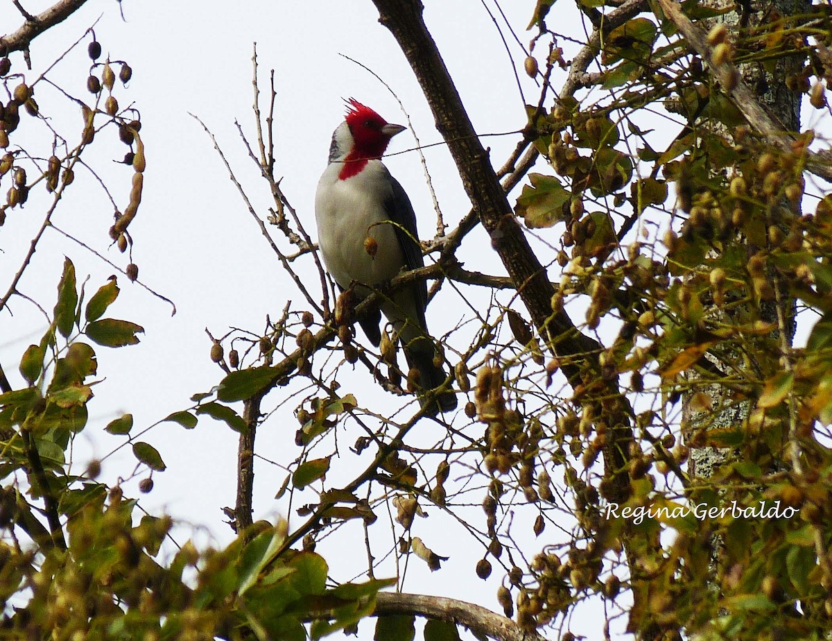 Red-crested Cardinal - ML620308008