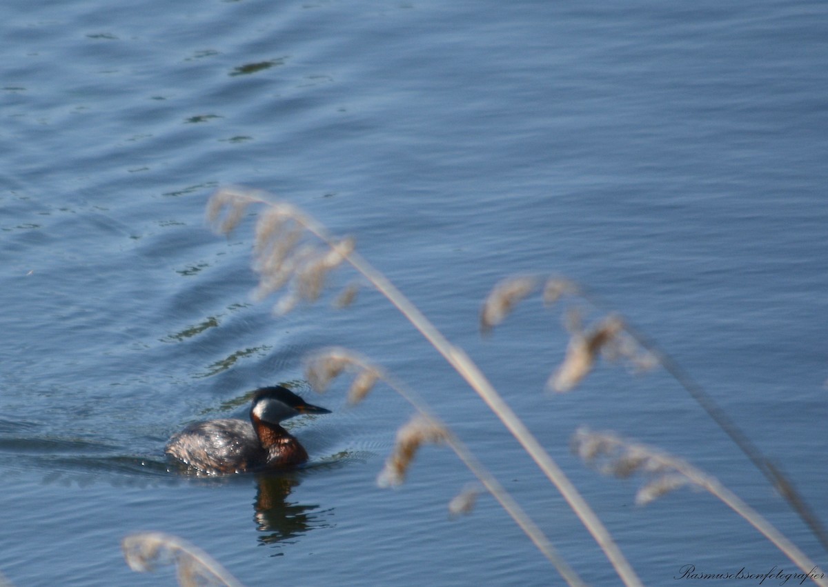 Red-necked Grebe - ML620308009