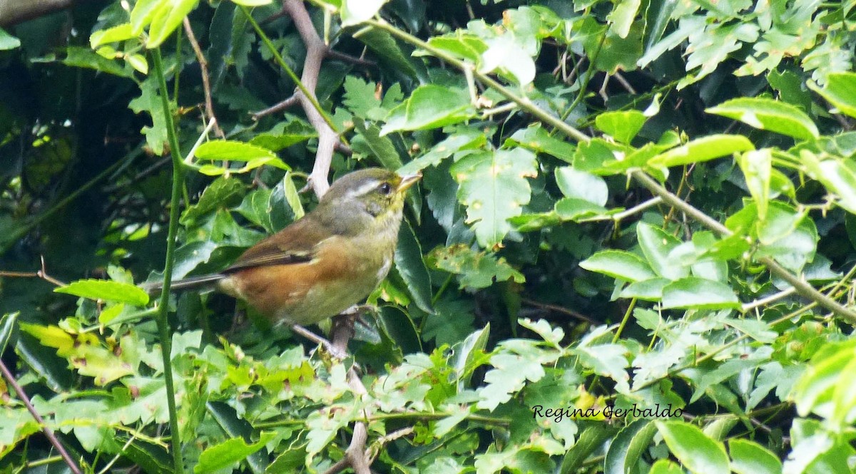 Gray-throated Warbling Finch - ML620308015