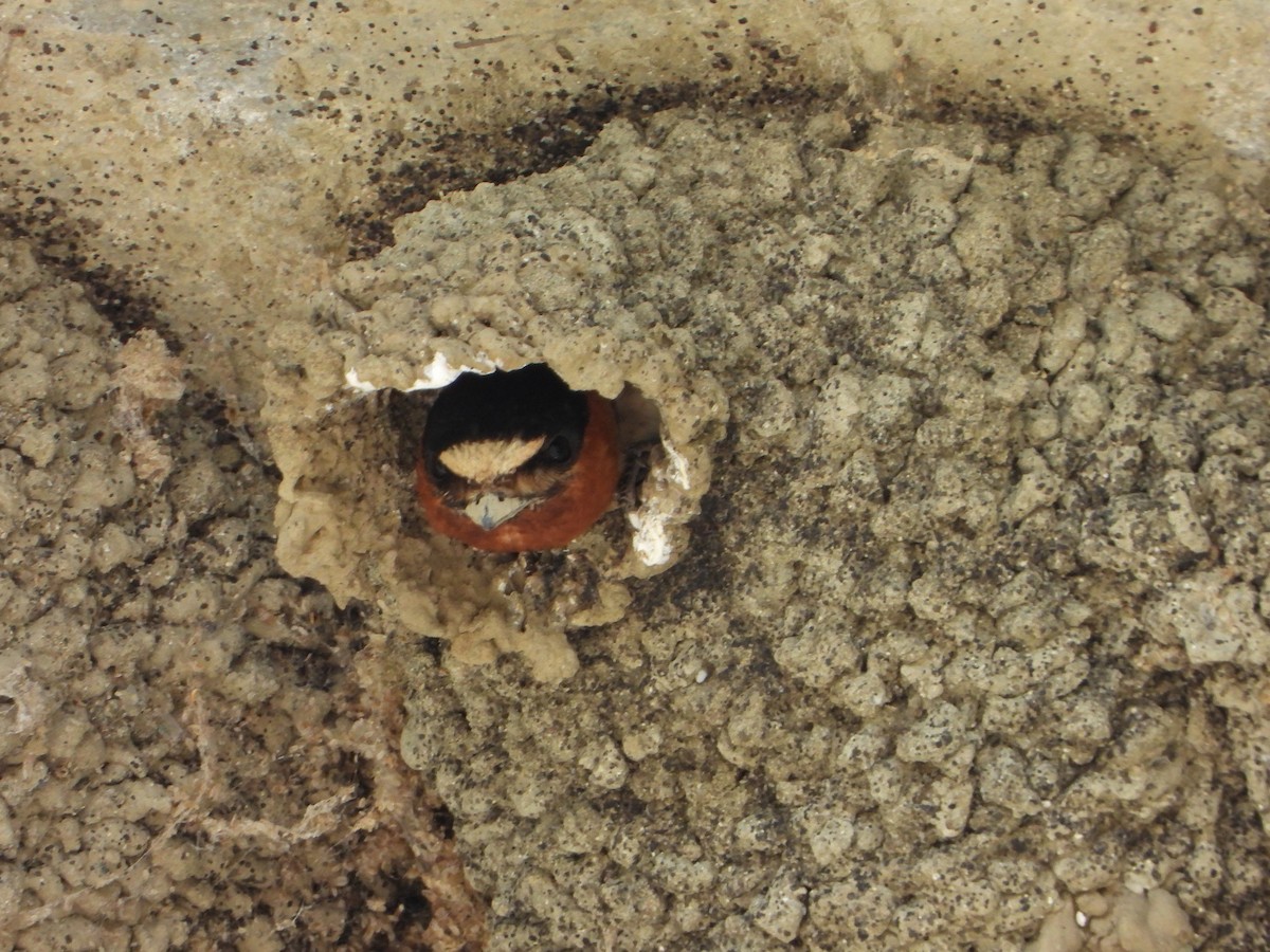 Cliff Swallow - ML620308016