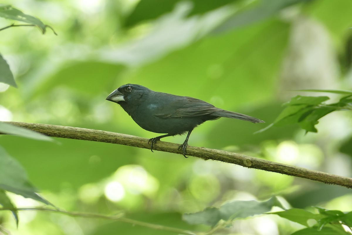 Blue-black Grosbeak - ML620308019